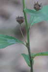 Arrowleaf sida